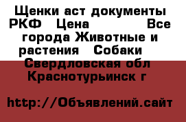 Щенки аст документы РКФ › Цена ­ 15 000 - Все города Животные и растения » Собаки   . Свердловская обл.,Краснотурьинск г.